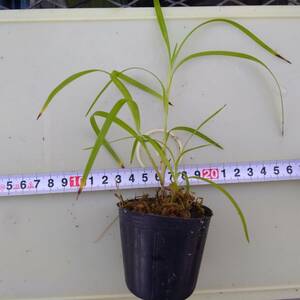 洋蘭☆Neobenthamia gracilis　①　第四種送料込