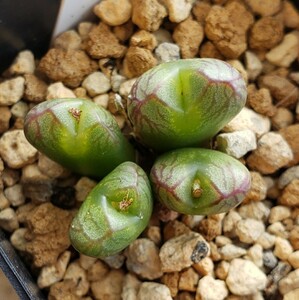 Conophytum Mabel’s Milkman SH (S.Hammer) コノフィツム マーベルズ ミルクマン（ハマー）多肉植物 サボテン