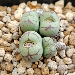 Conophytum ficiforme ”placitum” S.H. コノフィツム フィシフォルメ フィキフォルメ プラキツム ハマー