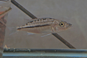 Tyrannochromis macrostoma　ティラノクロミス　マクロストマ　約8ｃｍ　1匹