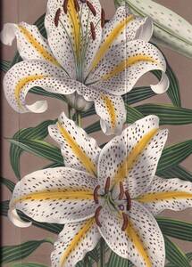 フランスアンティーク 博物画 植物画『LILIUM AURATUM』 多色刷り石版画　ボタニカルアート　※強い折れ跡・破れあり※