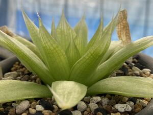 〈h2〉ハオルチア ロックウッディ H.lockwoodii GM597, Viskuil(G.Marx seedling)斑入り