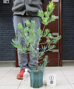 【現品】ブルーマキ　マキ・アイシーブルー　Podocarpus elongatus "Icee Blue"　６号　Ⅰ