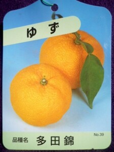 ★果樹苗★柑橘★　種なし柚子（多田錦）　◎芳香の強い柚子♪　養生苗・接木２年生・４号長鉢　１鉢