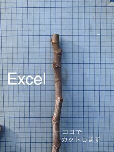 23020【イチジク穂木】Excel　いちじく　無花果