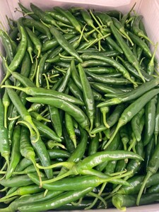  rare . domestic production fresh raw blue chili pepper .. ultra . box included 2Kg