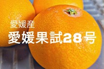 愛媛果試28号　紅まどんな　愛媛県産　5kg箱　農家直送　_画像1