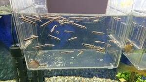 ベロネソックス 稚魚10匹セット2 現品限り