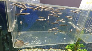 ベロネソックス 稚魚10匹セット3 現品限り