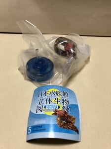 日本水族館立体生物図録 第3巻 単品 トラウツボ 海洋堂 フィギュア