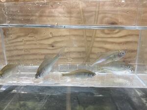 琵琶湖産 10匹セット★川魚 タイリクバラタナゴ 約3.5～4cm前後★同梱可