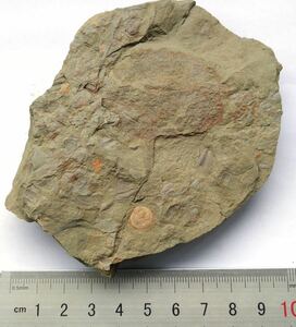 ツゾイア　チュゾイア　腕足類と三葉虫を含むマルチプレート　雲南省　澄江動物群　古生代カンブリア紀　バージェスモンスター　化石