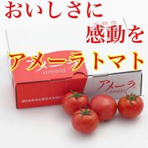 ギフトに最適 高糖度トマト アメーラ フルーツトマト 20玉から28玉入り_画像1