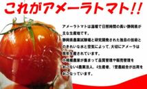 ギフトに最適 高糖度トマト アメーラ フルーツトマト 20玉から28玉入り_画像3