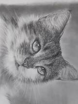 真作 真筆　白井真澄 鉛筆画 炭材画 絵画 動物画 猫 サイン入り　約35×26.5_画像2