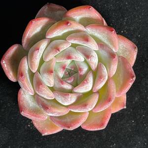 24株 E60-3多肉植物 エケベリア カロリン 超美苗 サボテン 観葉植物 花 園芸　レア種