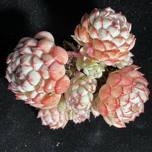 31株 E81-4多肉植物 エケベリア 小紅船 超美苗 サボテン 観葉植物 花 園芸　レア種