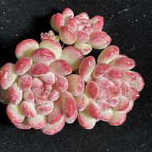 27株 H96-2多肉植物 エケベリア もえ豆 超美苗 サボテン 観葉植物 花 園芸 レア種 _画像5