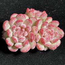 27株 H96-2多肉植物 エケベリア もえ豆 超美苗 サボテン 観葉植物 花 園芸 レア種 _画像2