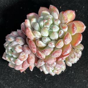 34株 H108-2多肉植物 エケベリア ナヤのポケモン 超美苗 サボテン 観葉植物 花 園芸 レア種