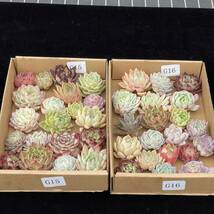 40株　G15+G16多肉植物 エケベリア属　Echeveria DC 　ベンケイソウ科　交雑種類　超美苗 サボテン 観葉植物 花 園芸　レア種 40株セット_画像1