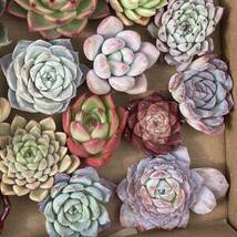 40株　G15+G16多肉植物 エケベリア属　Echeveria DC 　ベンケイソウ科　交雑種類　超美苗 サボテン 観葉植物 花 園芸　レア種 40株セット_画像3