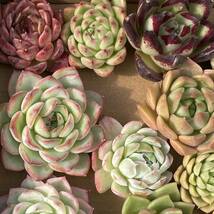 40株　G15+G16多肉植物 エケベリア属　Echeveria DC 　ベンケイソウ科　交雑種類　超美苗 サボテン 観葉植物 花 園芸　レア種 40株セット_画像7