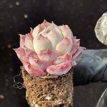 128株 J12-1 多肉植物 エケベリア ポセイドン 超美苗 サボテン 観葉植物 花 園芸 レア種 　土と鉢付きで発送_画像2