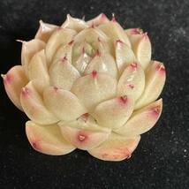 24株 K61-3 多肉植物 エケベリア星月泡 超美苗 サボテン 観葉植物 花 園芸　レア種 _画像2