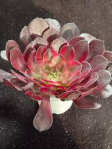 54株 B169-2多肉植物 エケベリア アエオニウム Aeonium Garnet 法師　ミキ 超美苗 サボテン 観葉植物 花 園芸　レア種_画像2