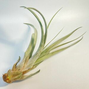 Tillandsia xerographica x chiapensis ( Red bract ）③ チランジア キセログラフィカ x チアぺンシス （ 赤花序 ) エアプランツ