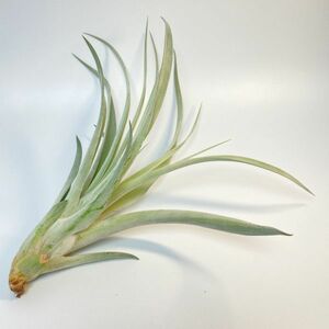 Tillandsia ' Silver Torch ' ③chi Ran jia silver torch air plant ti Ran jia