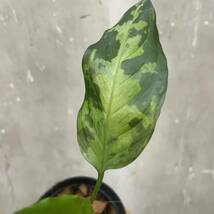 ［Pof］Aglaonema pictum Tricolor from Sumatera Barat アグラオネマ・ピクタム ・トリカラー(西スマトラ) ①_画像2