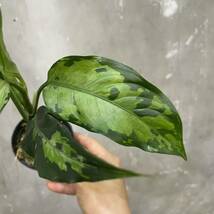 ［Pof］Aglaonema pictum Tricolor from Sumatera Barat アグラオネマ・ピクタム ・トリカラー(西スマトラ) ②_画像3