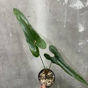 ［Pof］Anthurium flavolineatum アンスリウム・フラボリネアタム