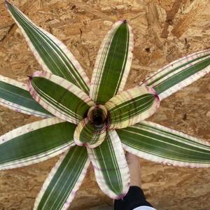 ［Pof］Neoregelia Fruit Stripe ネオレゲリア・フルーツストライプ