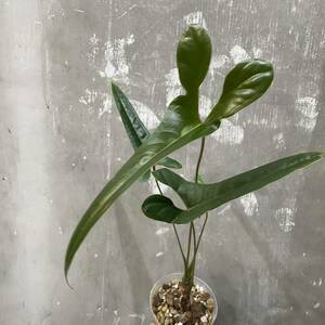 ［Pof］Anthurium flavolineatum アンスリウム・フラボリネアタム