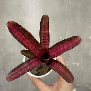 ［Pof］Neoregelia 'Hot Embers' ネオレゲリア・ホットエンバーズ