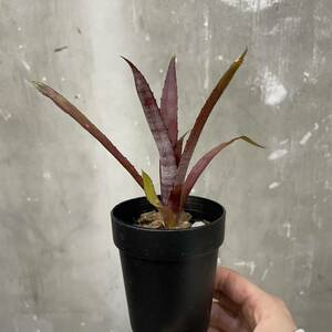 ［Pof］Billbergia Smoke Stack ビルベルギア・スモークスタック