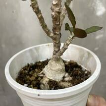 ［Pof］ Euphorbia ambovombensis ユーフォルビア・アンボボンベンシス_画像4
