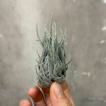 ［Pof］Tillandsia supurengeliana ティランジア・スプレンゲリアナ①_画像1