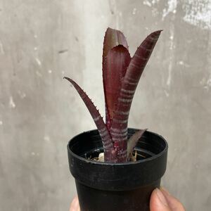 ［Pof］Billbergia Darth Vader ビルベルギア・ダースベイダー