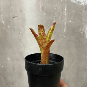 ［Pof］Neoregelia Ruby Throat (mutant) ネオレゲリア・ルビースロート（ミュータント）