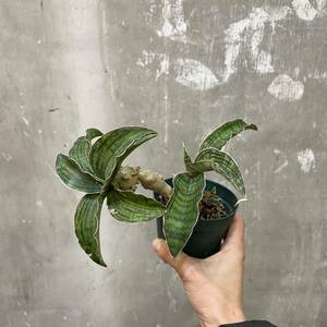 ［Pof］Sansevieria cleopatra サンセベリア・クレオパトラ