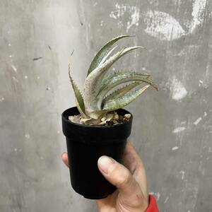 ［Pof］Dyckia sp piu-piu from Tangar da Serra ディッキア・ピウピウ