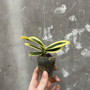 ［Pof］Doritaenopsis Sogo Yenlin 'Variegated Leaves' ドリテノプシス・ソゴーイェンリン・斑入り