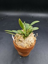 《喜晴園》ミヤマムギラン　【新南海】　山野草　古典園芸　深山麦蘭　着生蘭　Bulbophyllum japonicum_画像4