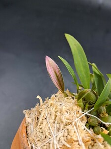 《喜晴園》ミヤマムギラン　【紅富士】　山野草　古典園芸　着生蘭　深山麦蘭　Bulbophyllum japonicum