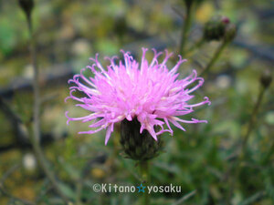  small leaf . Tamura .( ho soba*hime Tamura saw )*kik.3 size (9.0cm) poly- pot cultivation * blooming time 7 month ~