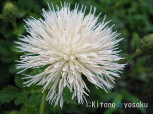  tongue na. Tamura .* white flower (hime* Tamura saw /si donkey na)* rose .3 size poly- pot cultivation blooming time 7 month ~